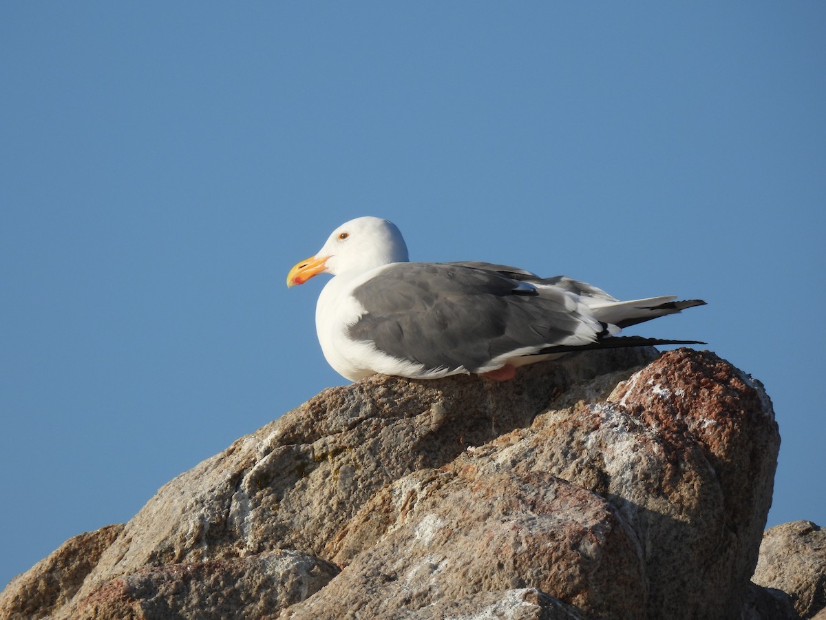 Western Gull - ML643339733