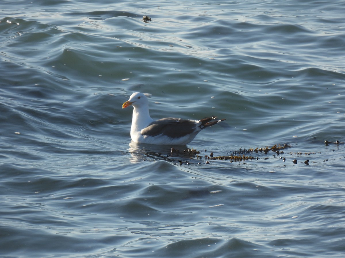 Western Gull - ML643339739
