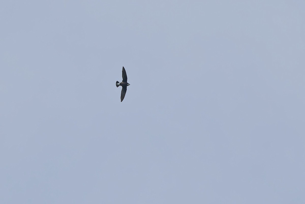 雨燕科(大型) - ML643339742