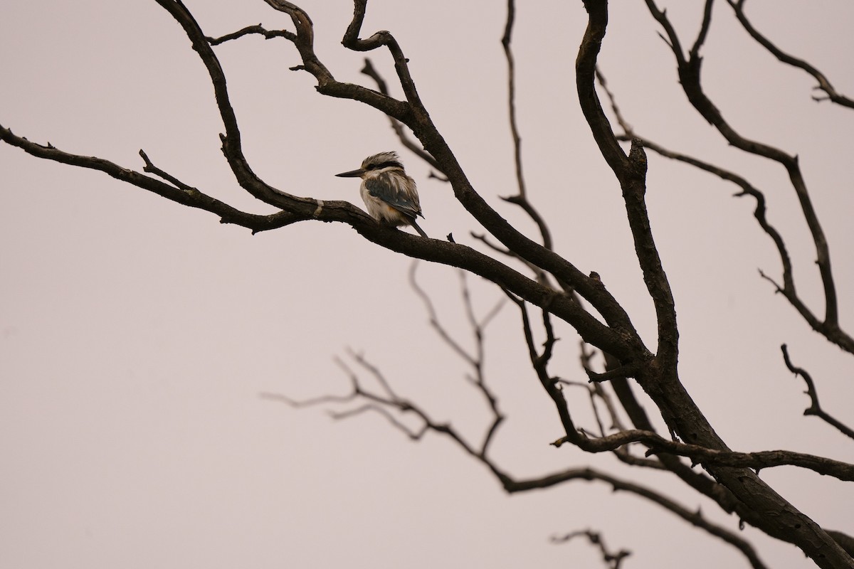 Red-backed Kingfisher - ML643339745