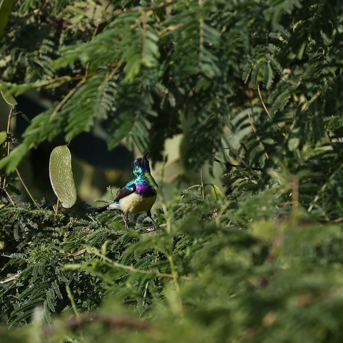 Variable Sunbird - ML643339746