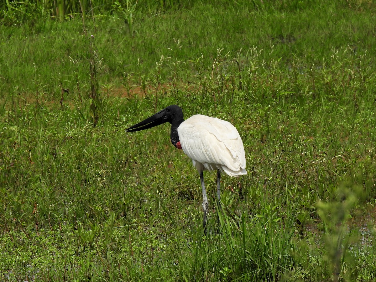 Jabiru - ML643339749