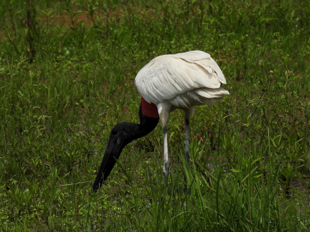Jabiru - ML643339750