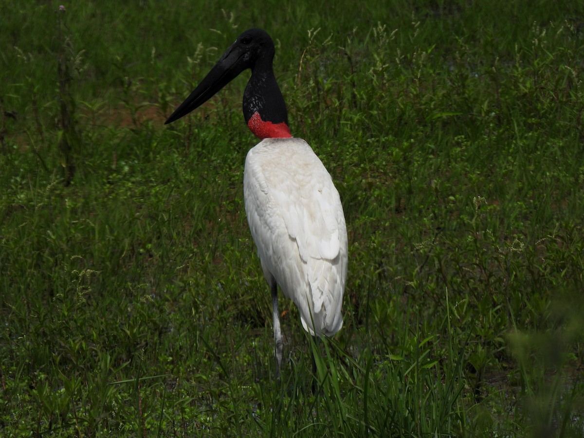 Jabiru - ML643339751