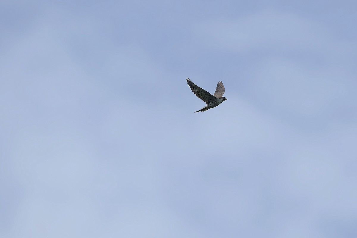 遊隼 - ML643339755