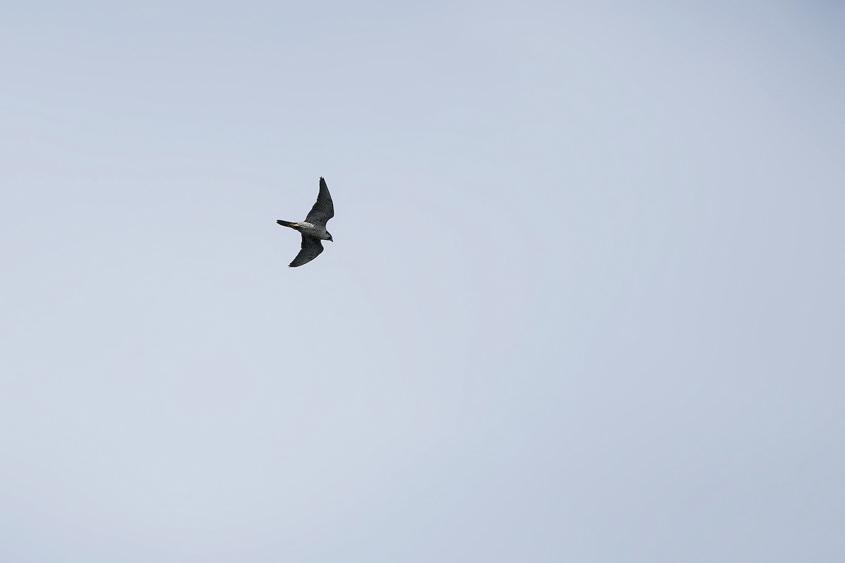 遊隼 - ML643339756