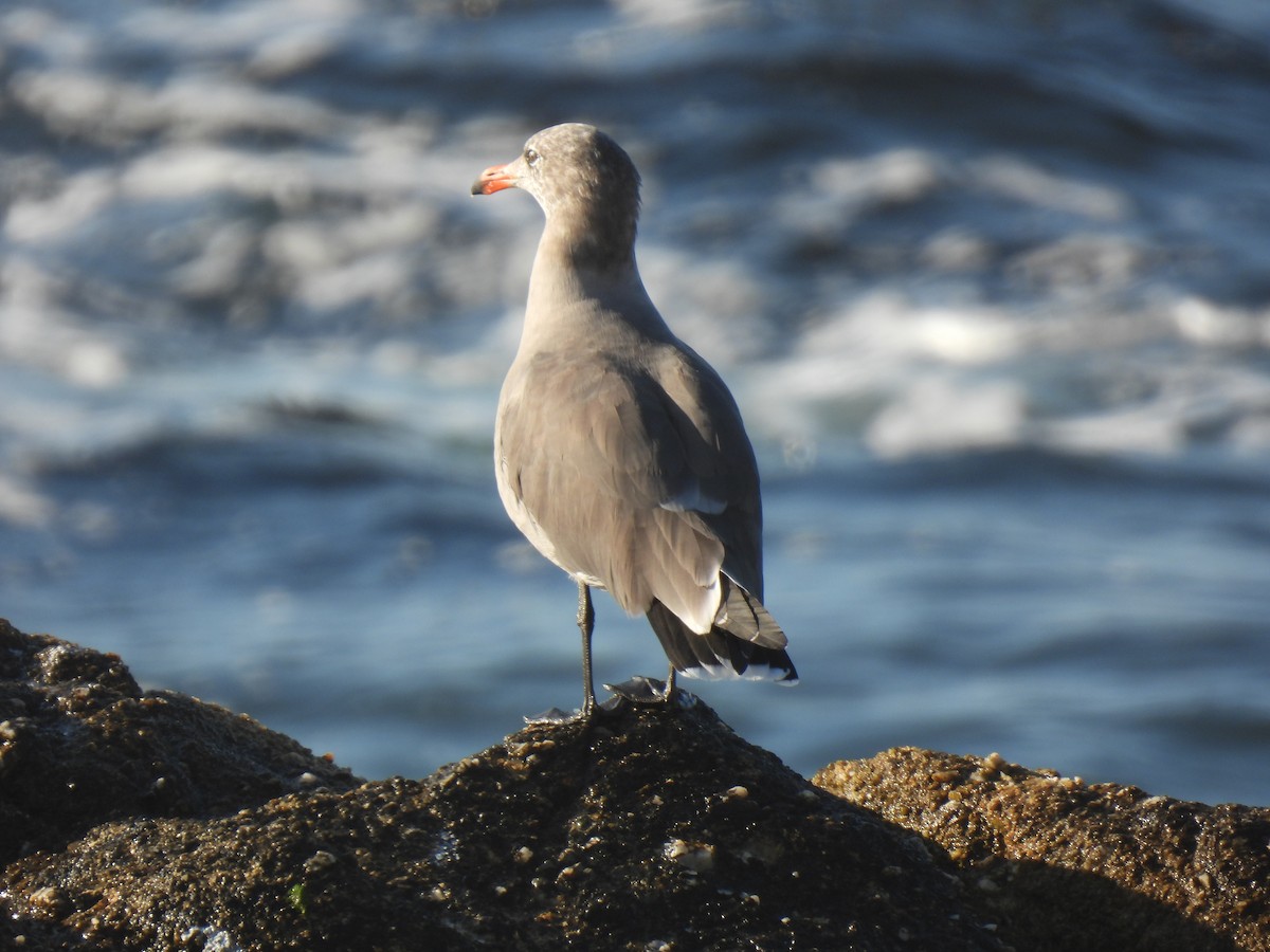 Heermann's Gull - ML643339764