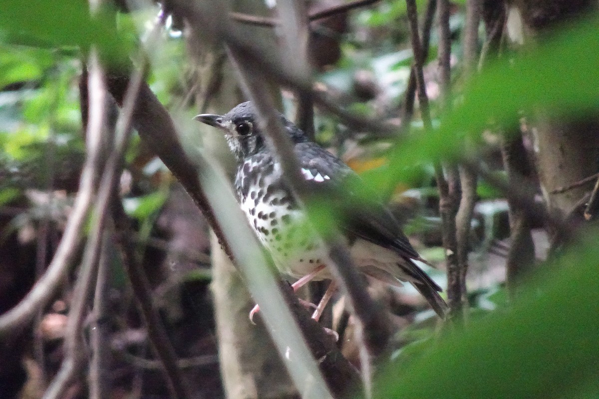 Ashy Thrush - ML643339774