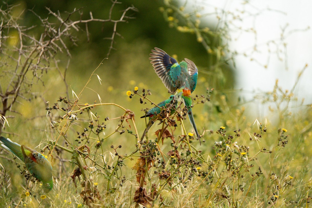 Red-rumped Parrot - ML643339783