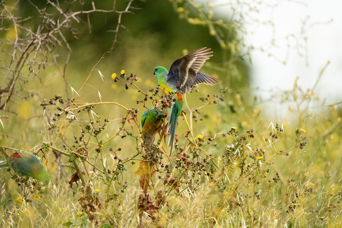Red-rumped Parrot - ML643339785