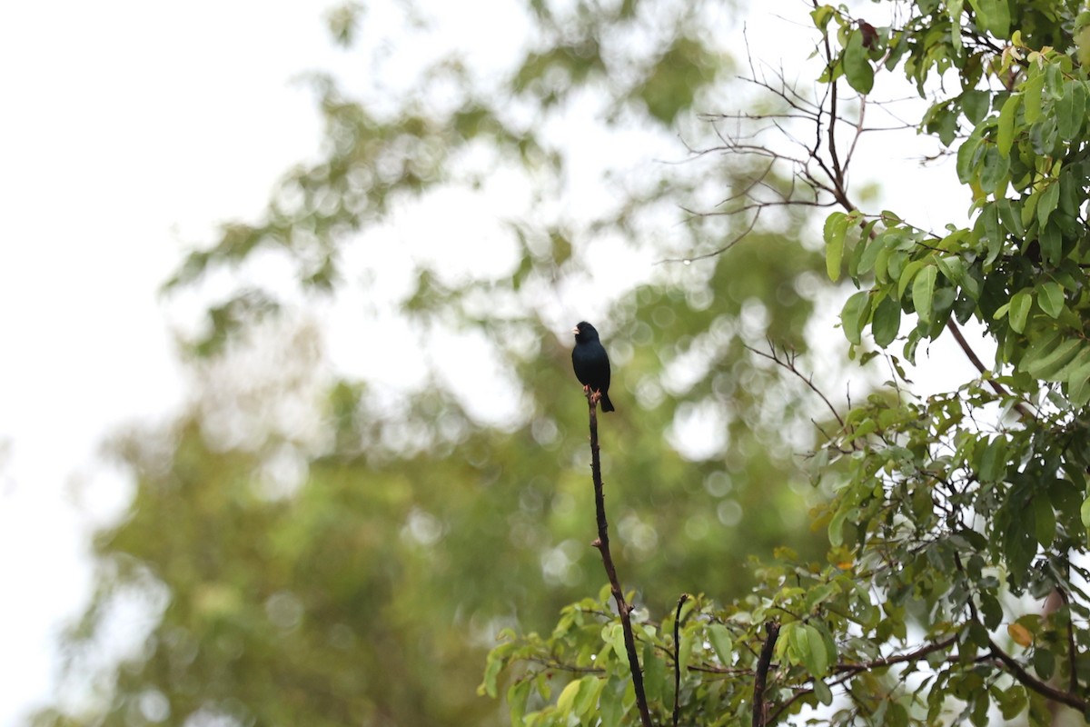 Village Indigobird - ML643339787