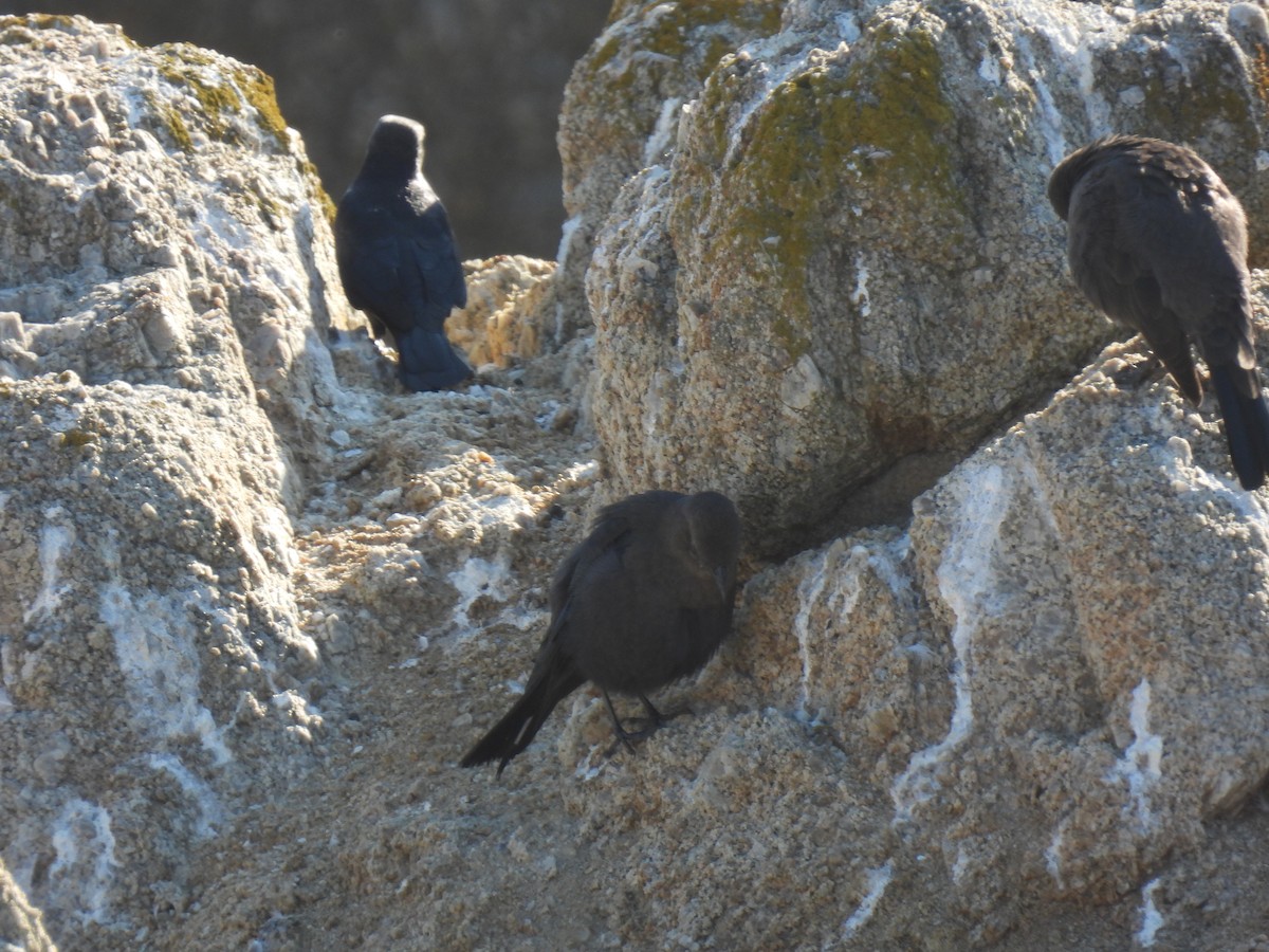 Brewer's Blackbird - ML643339795