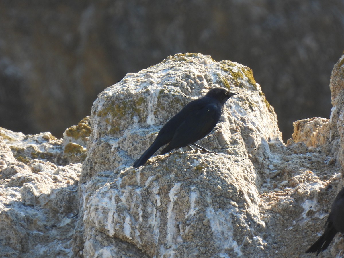 Brewer's Blackbird - ML643339852