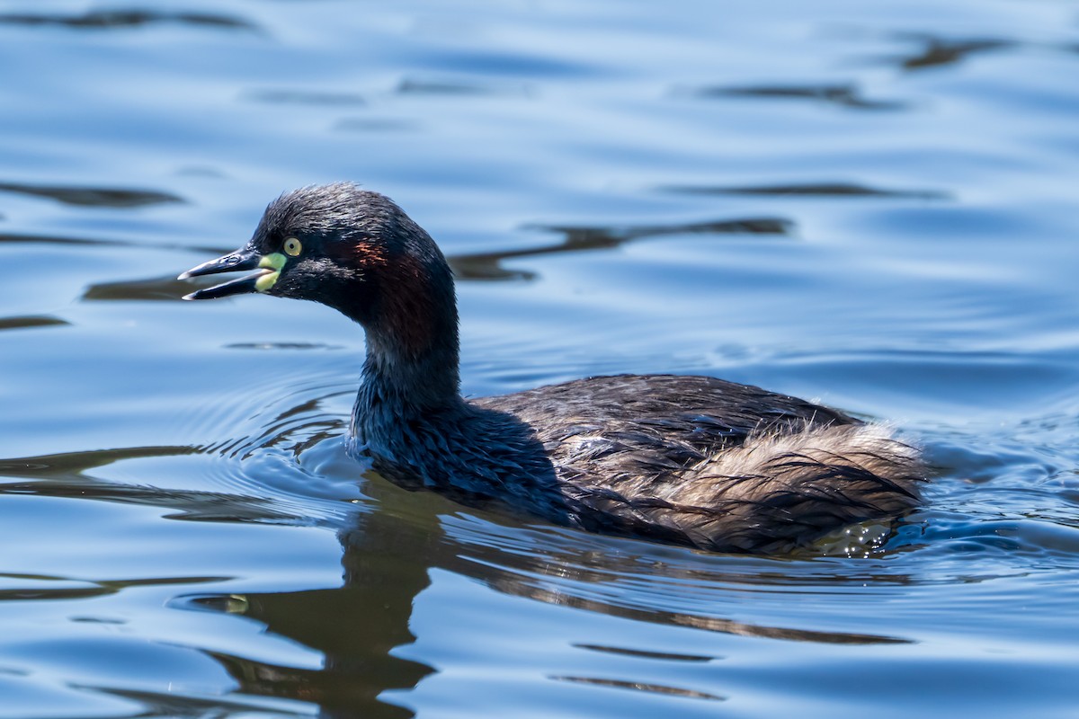 Australasian Grebe - ML643339866