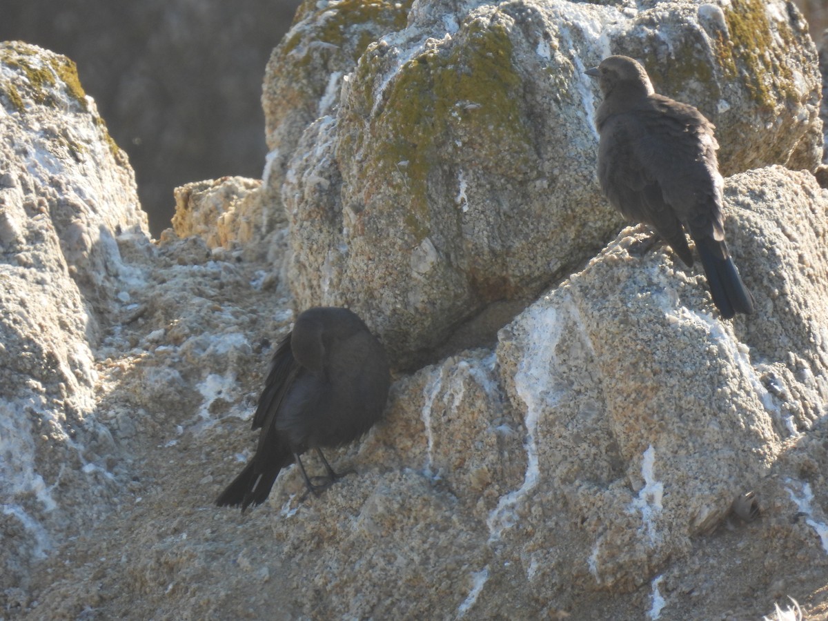 Brewer's Blackbird - ML643339880