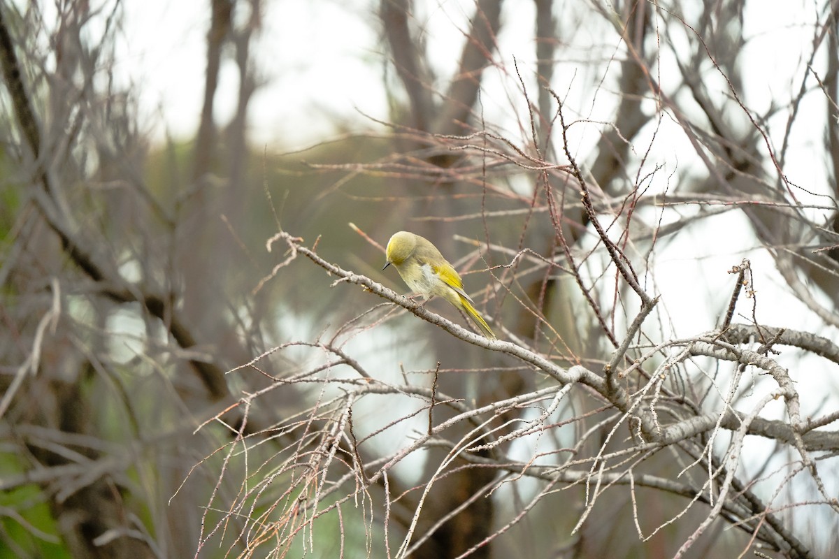 White-plumed Honeyeater - ML643339886