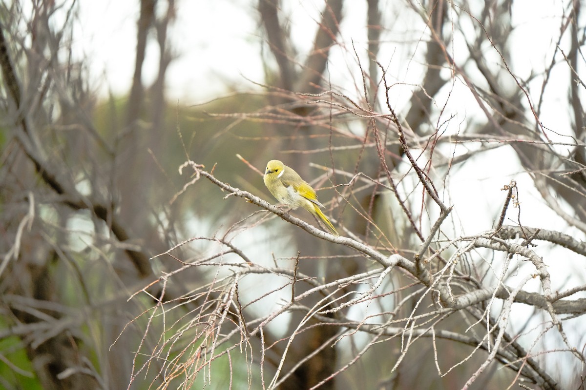 White-plumed Honeyeater - ML643339887