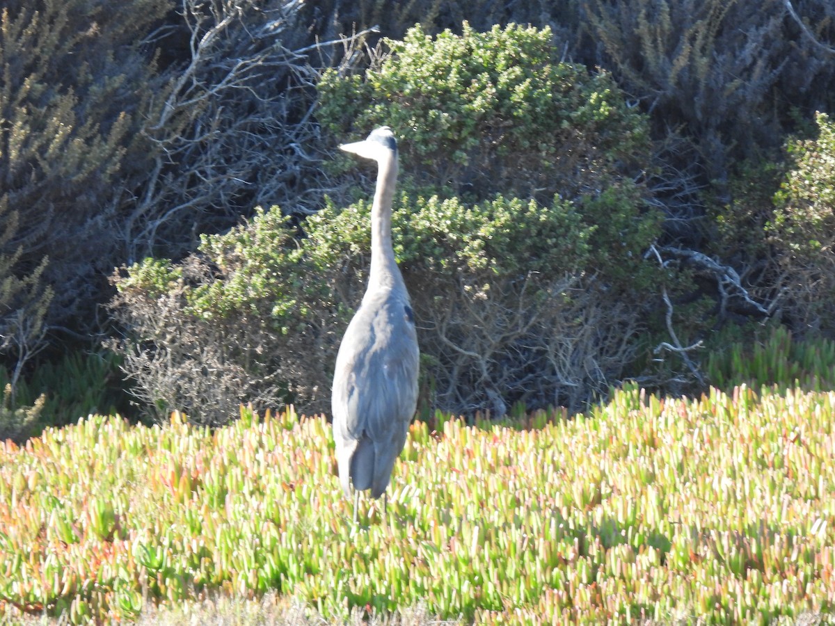 Great Blue Heron - ML643339898