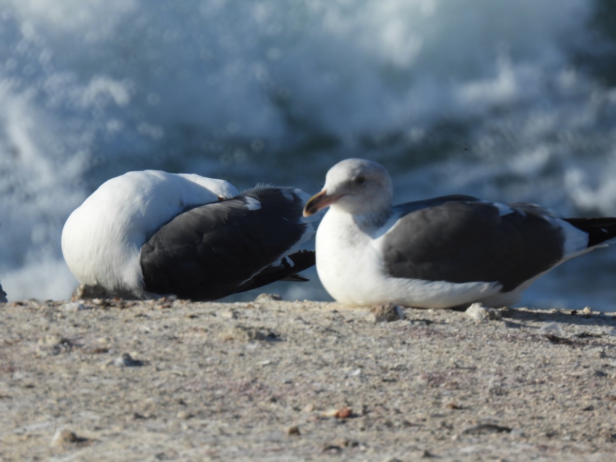 Western Gull - ML643339937