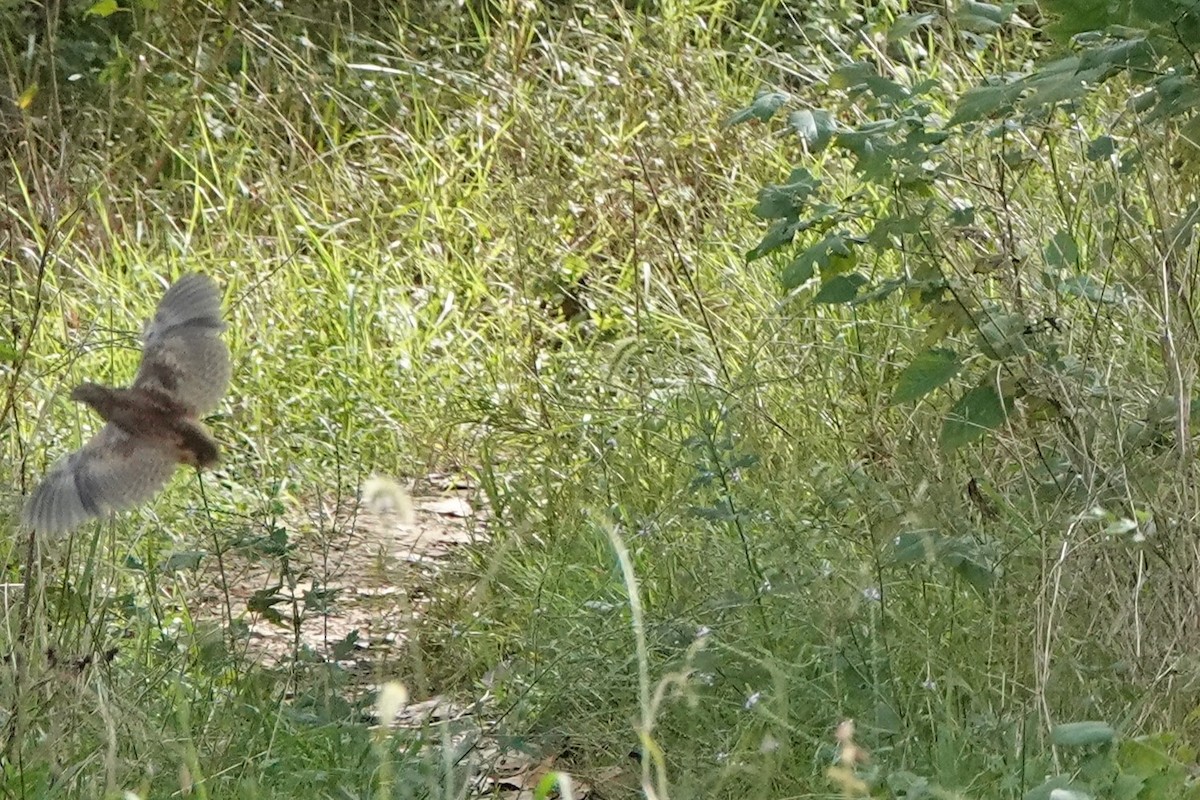 Yellow-legged Buttonquail - ML643339945