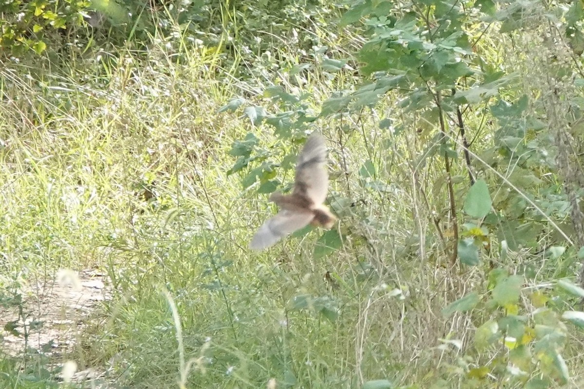 Yellow-legged Buttonquail - ML643339946