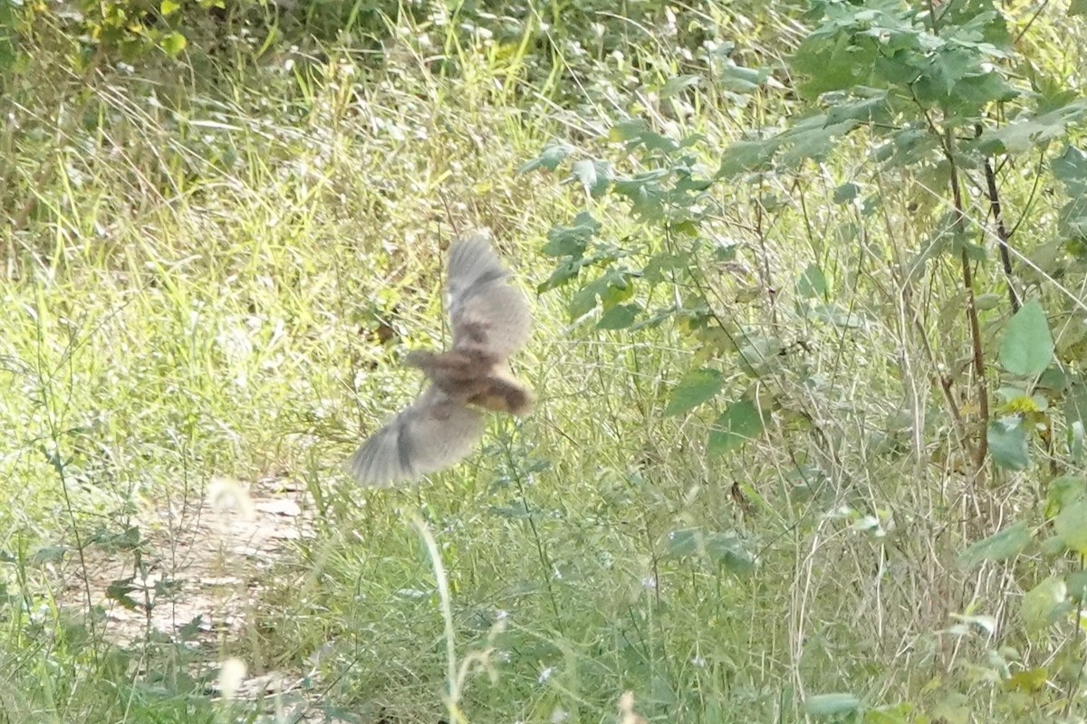Yellow-legged Buttonquail - ML643339947