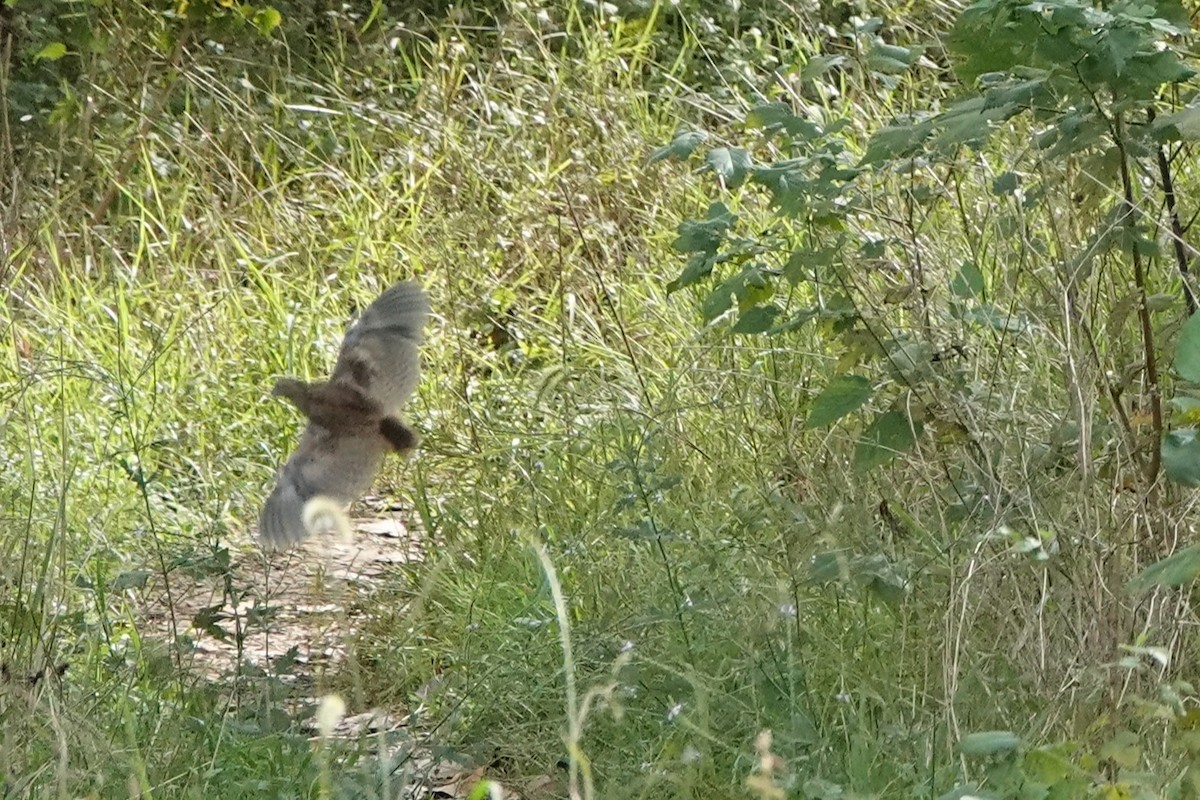Yellow-legged Buttonquail - ML643339948