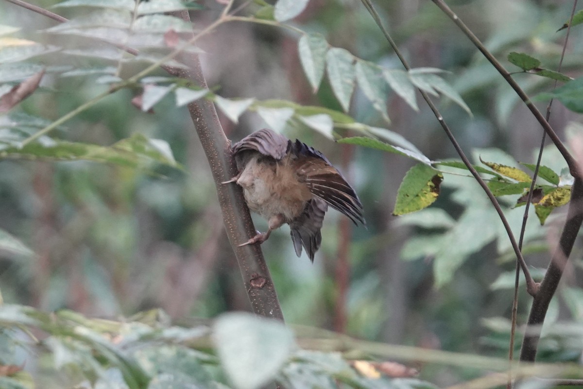 Masked Laughingthrush - ML643339949