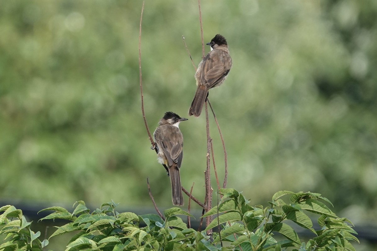 Brown-breasted Bulbul - ML643339950