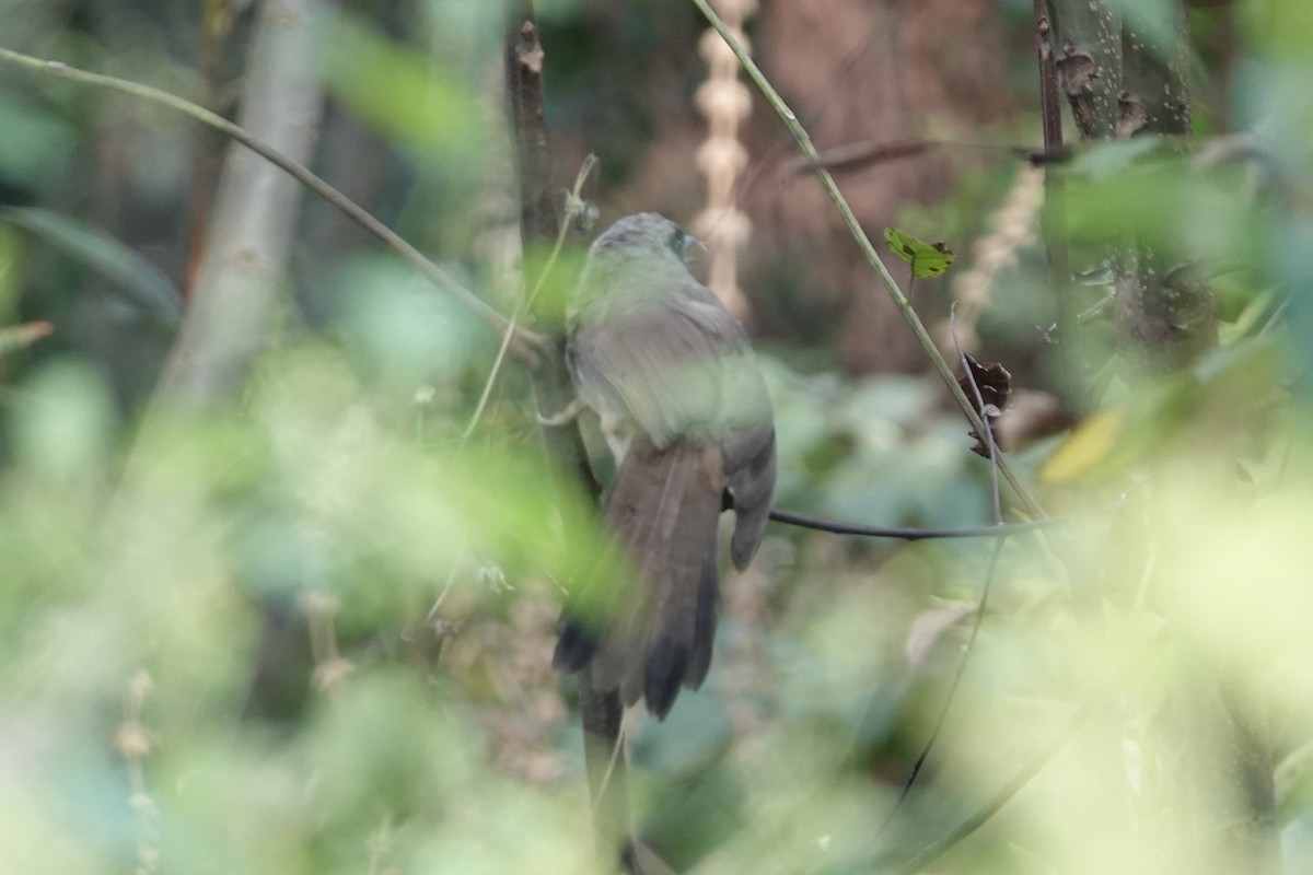 Masked Laughingthrush - ML643339951