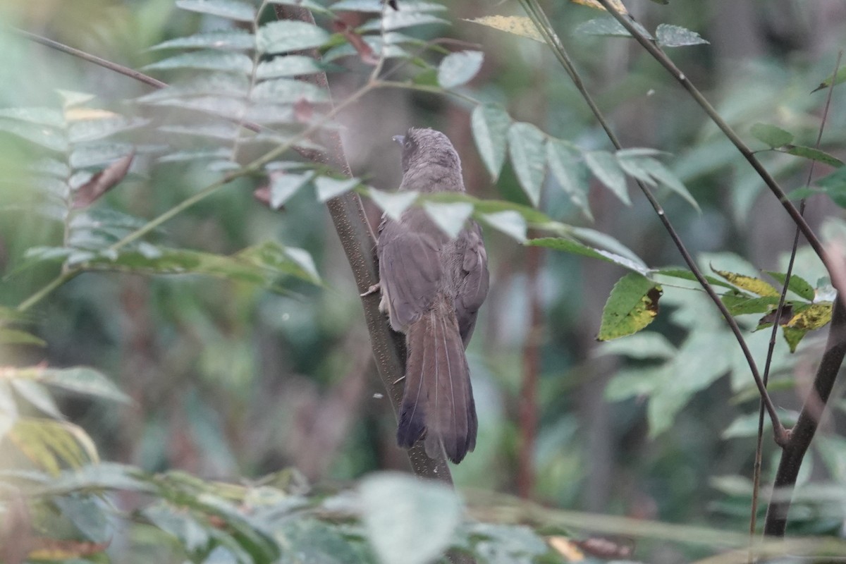 Masked Laughingthrush - ML643339952