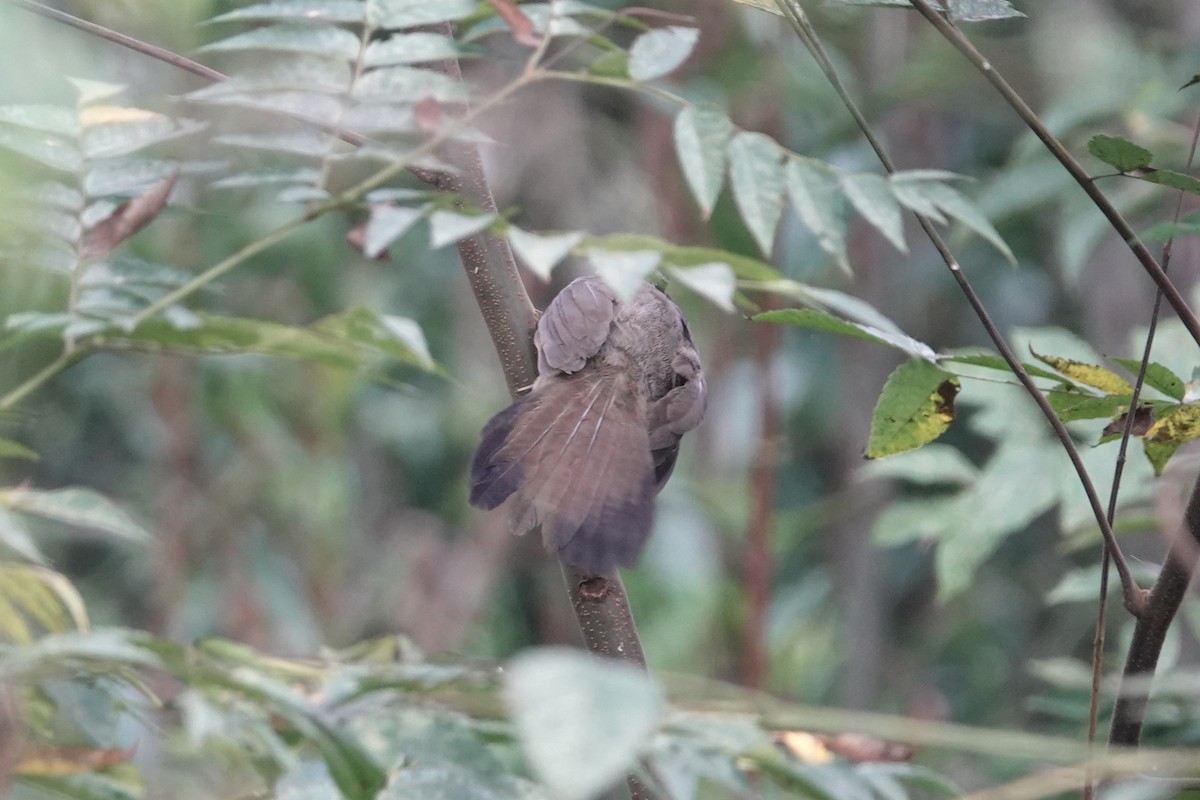 Masked Laughingthrush - ML643339953