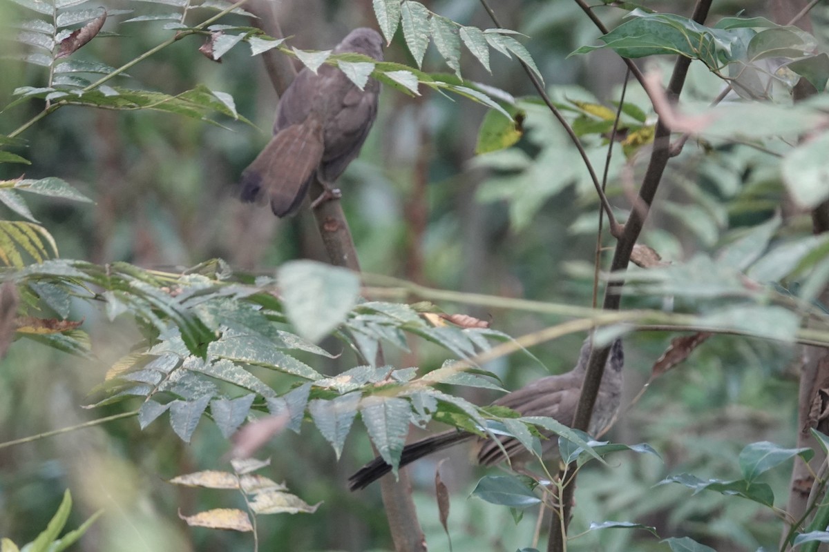 Masked Laughingthrush - ML643339958
