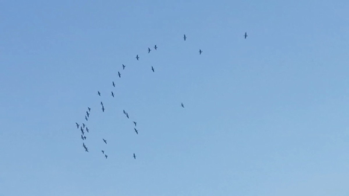 Entenvogel, unbestimmt - ML643339974