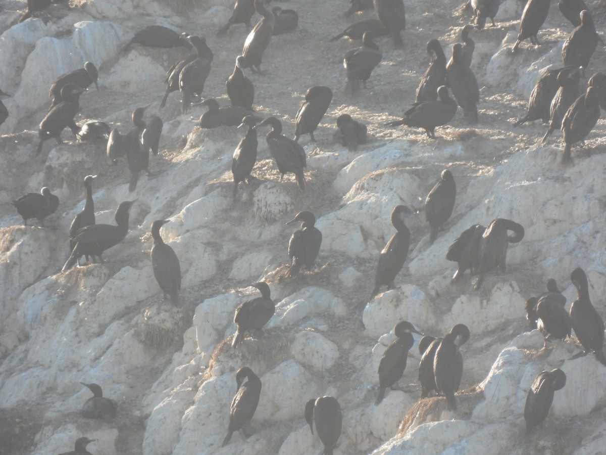 Brandt's Cormorant - ML643339979