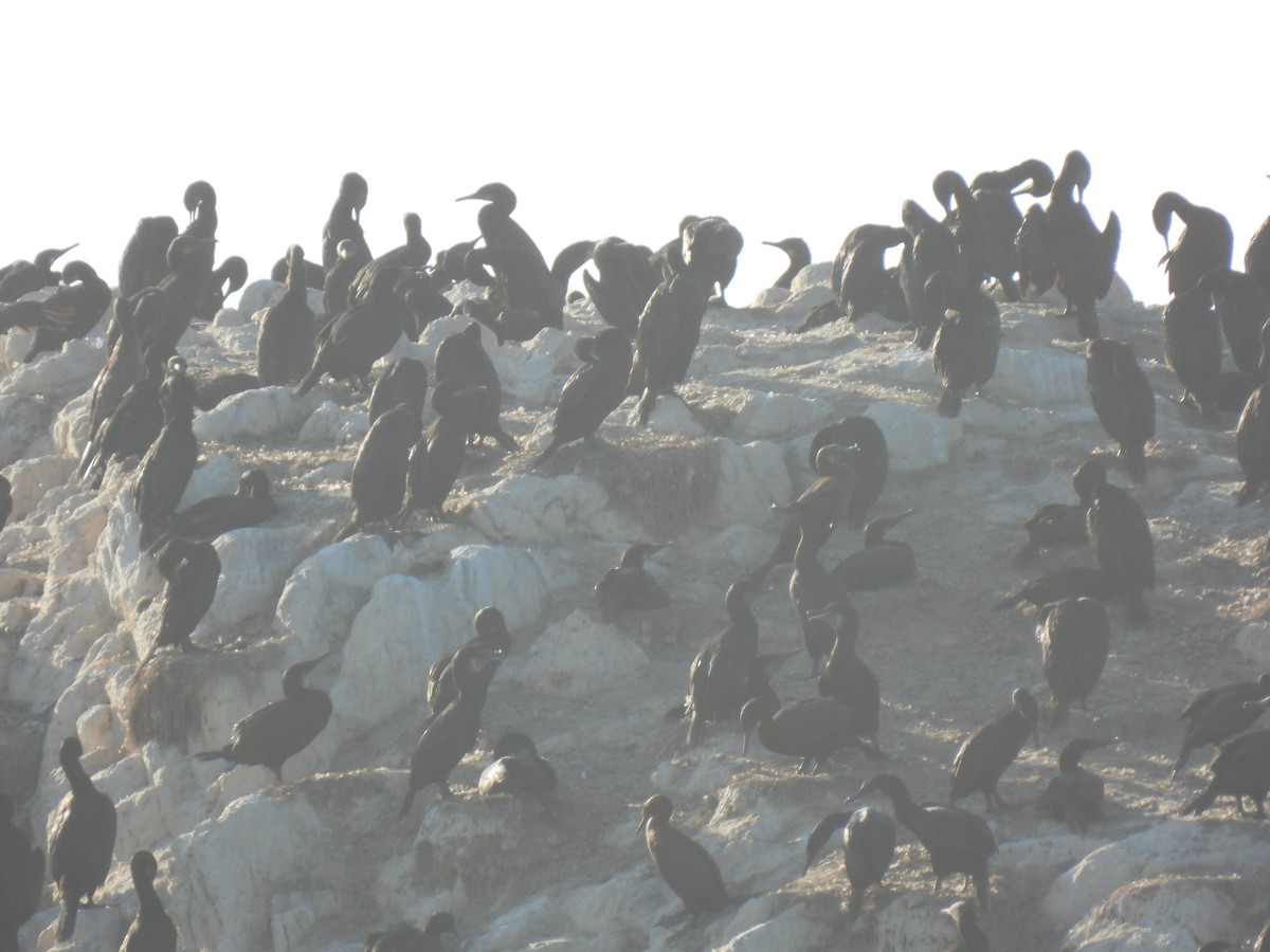 Brandt's Cormorant - ML643340003