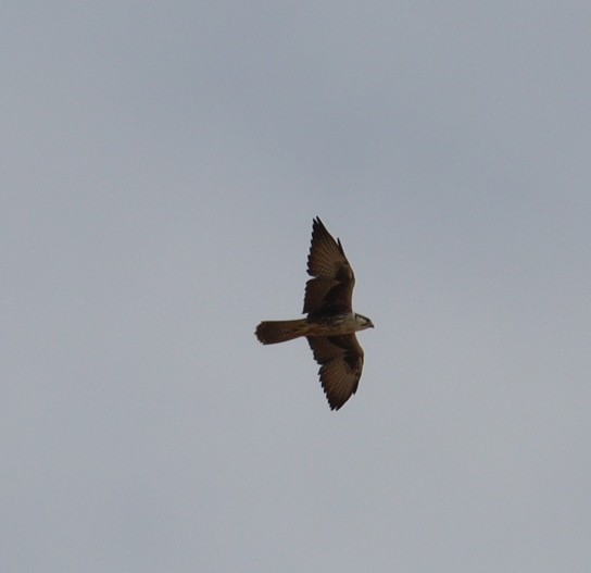 Falco laggar - ML643340005