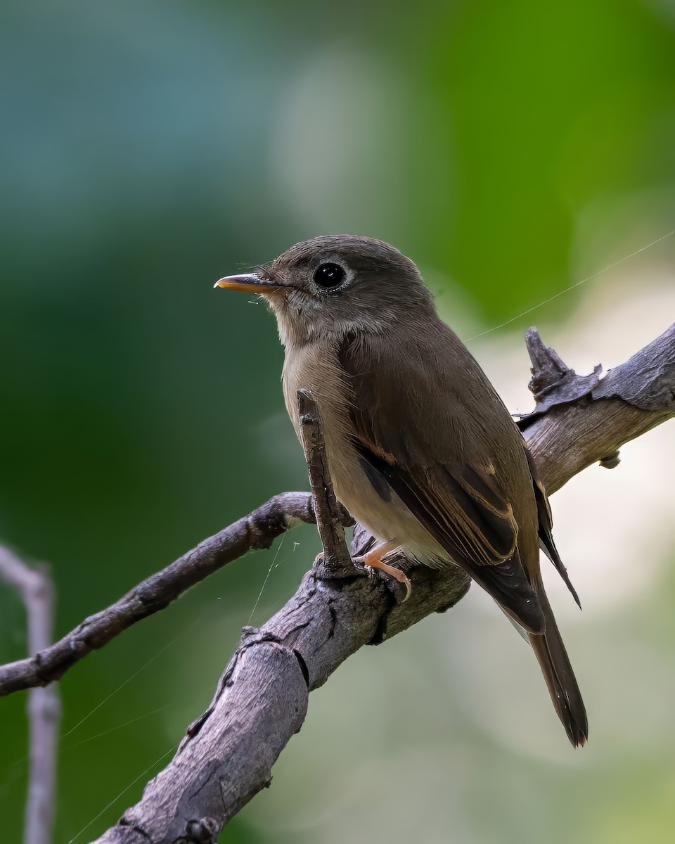 Brown-breasted Flycatcher - ML643340009