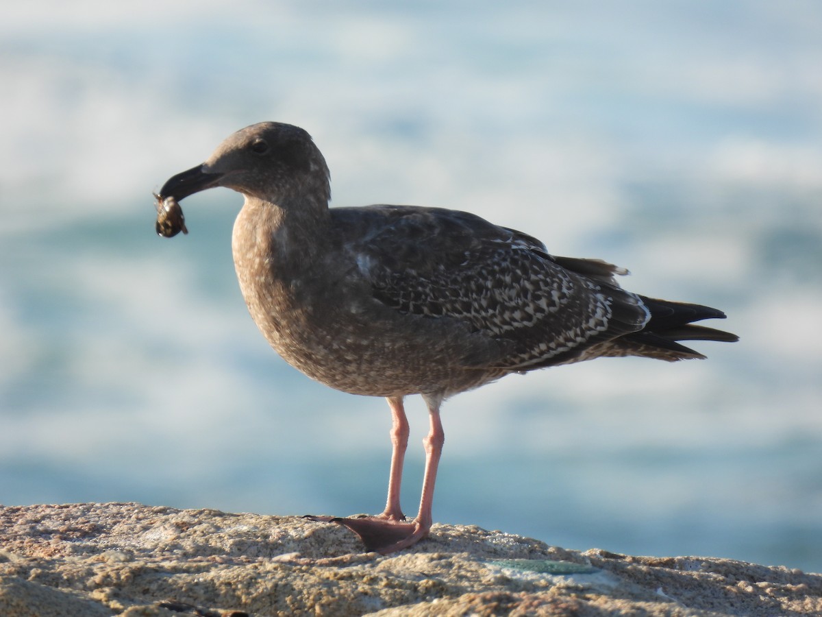 Western Gull - ML643340023