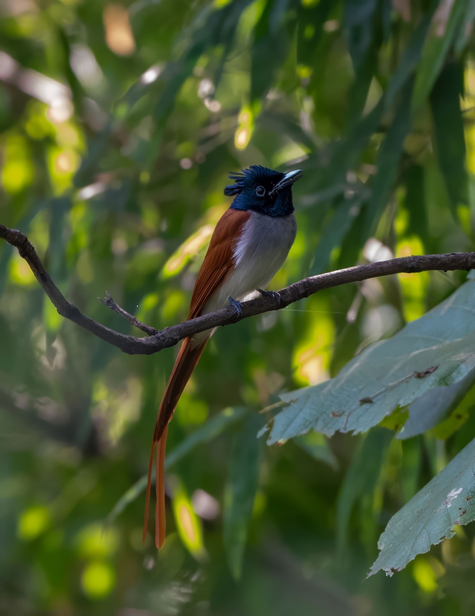 Indian Paradise-Flycatcher - ML643340051