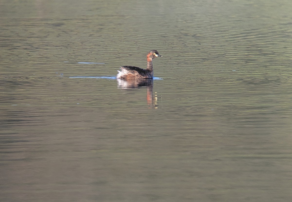 Australasian Grebe - ML643340052