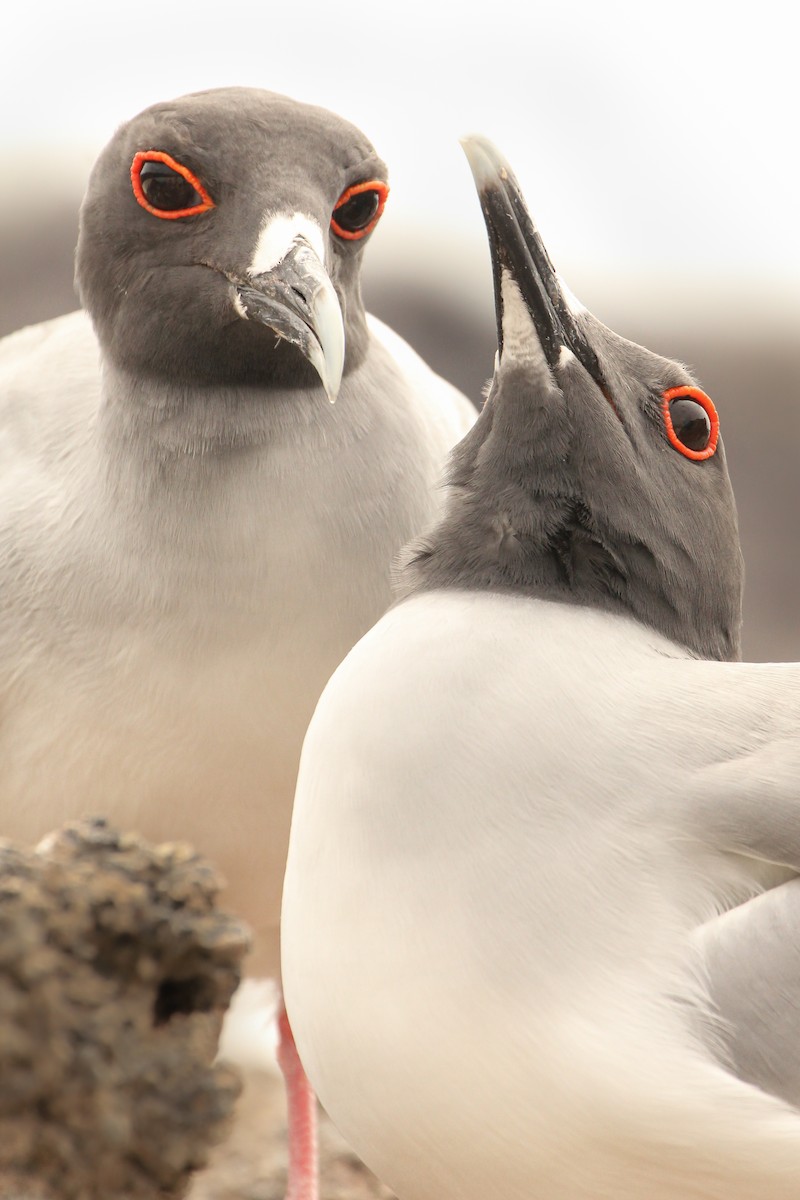 Swallow-tailed Gull - ML643340054