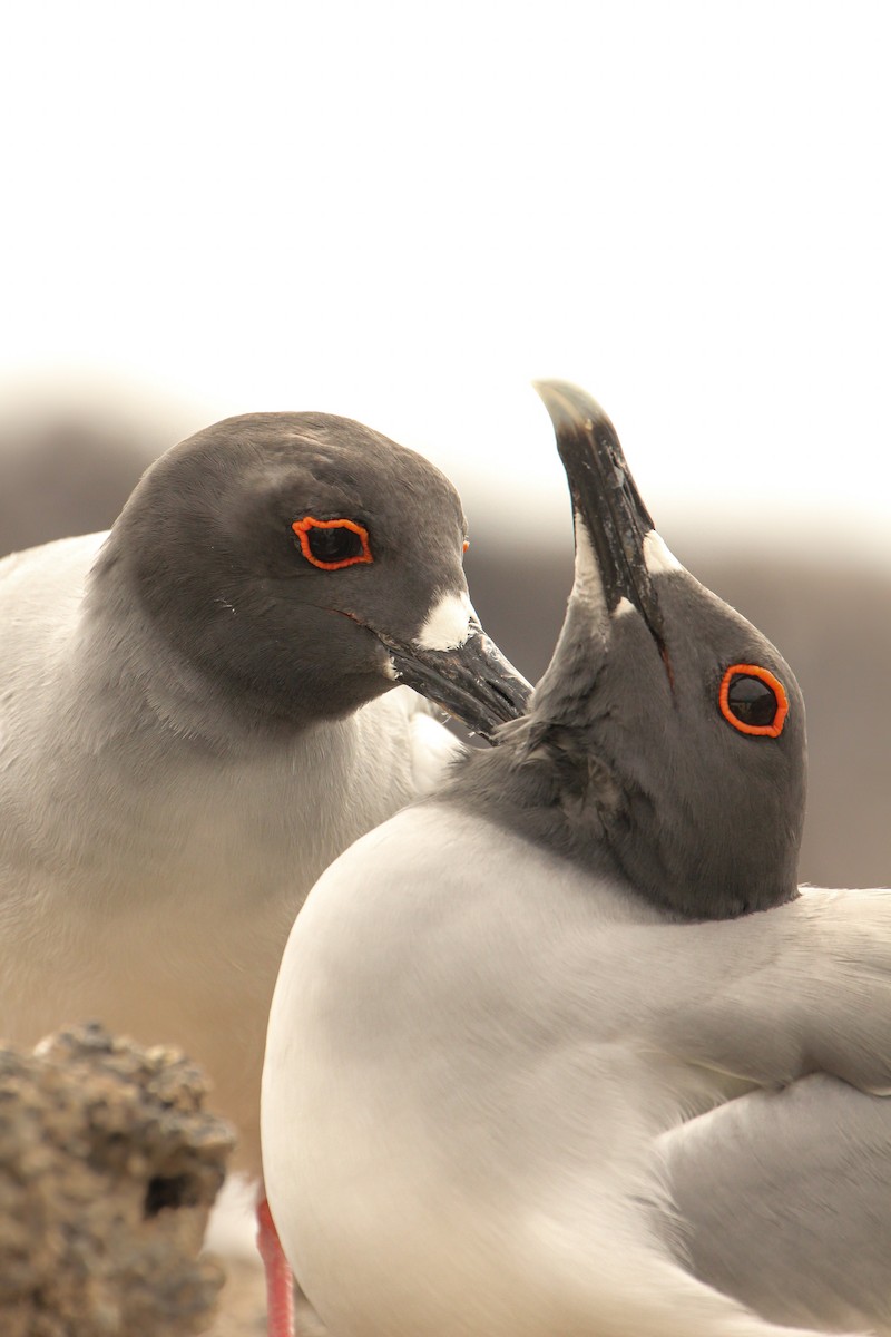 Swallow-tailed Gull - ML643340055