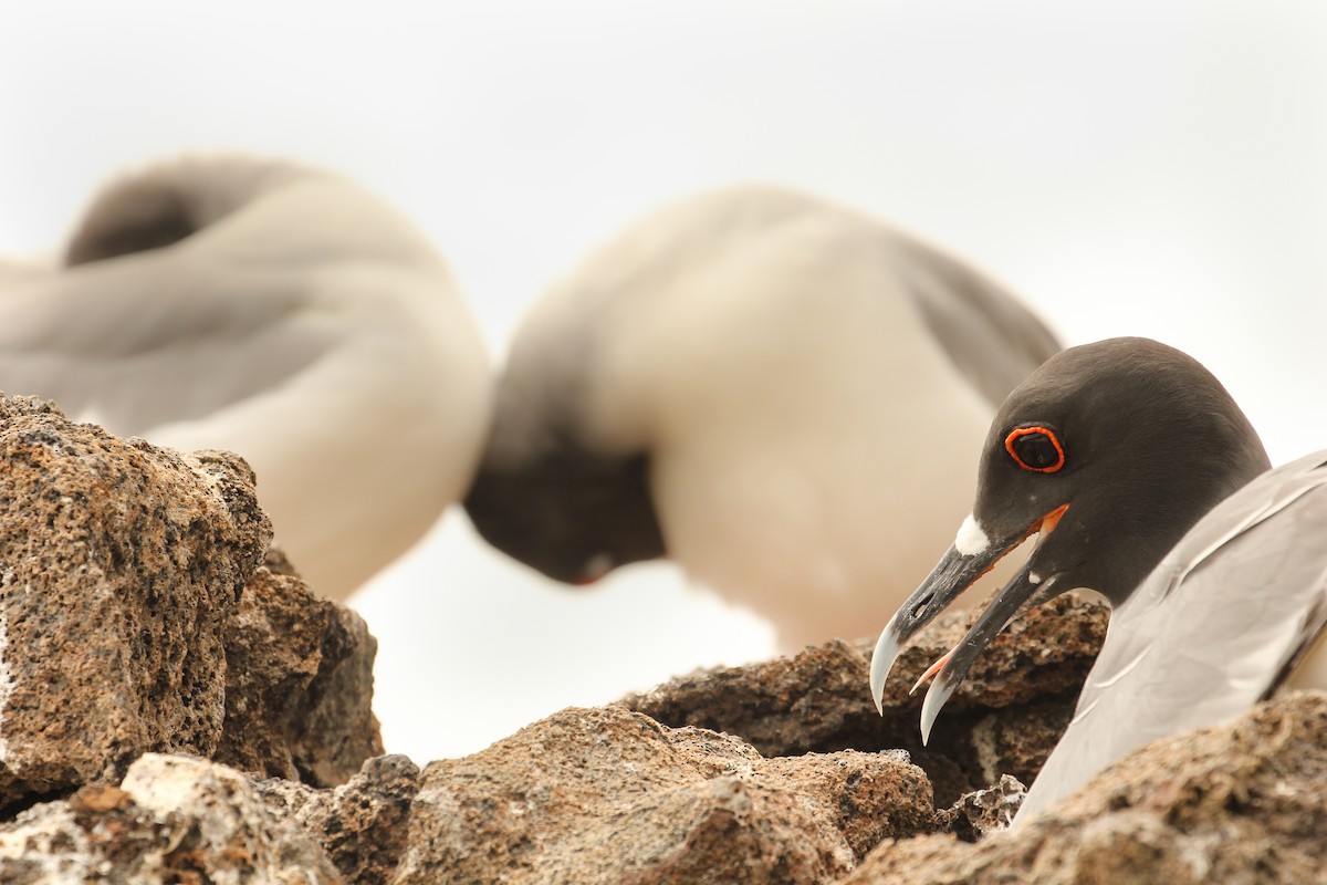 Swallow-tailed Gull - ML643340058