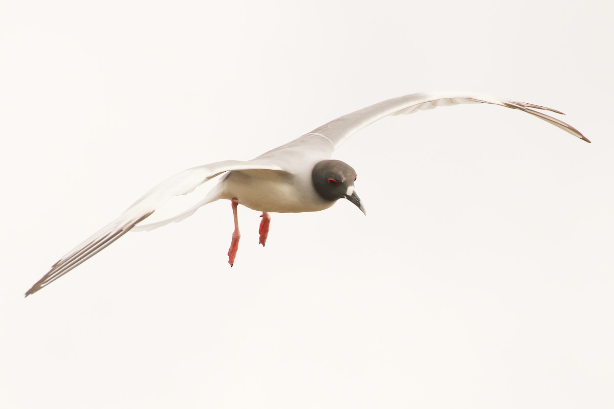 Swallow-tailed Gull - ML643340060