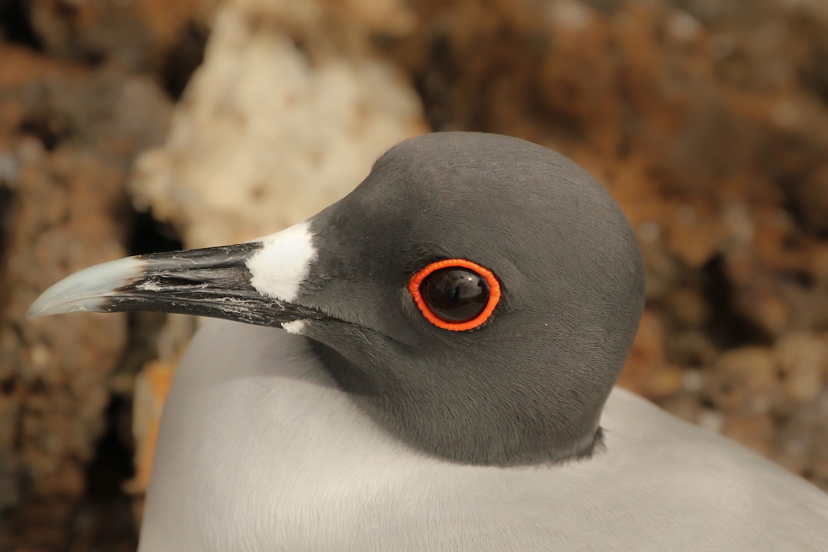 Swallow-tailed Gull - ML643340061
