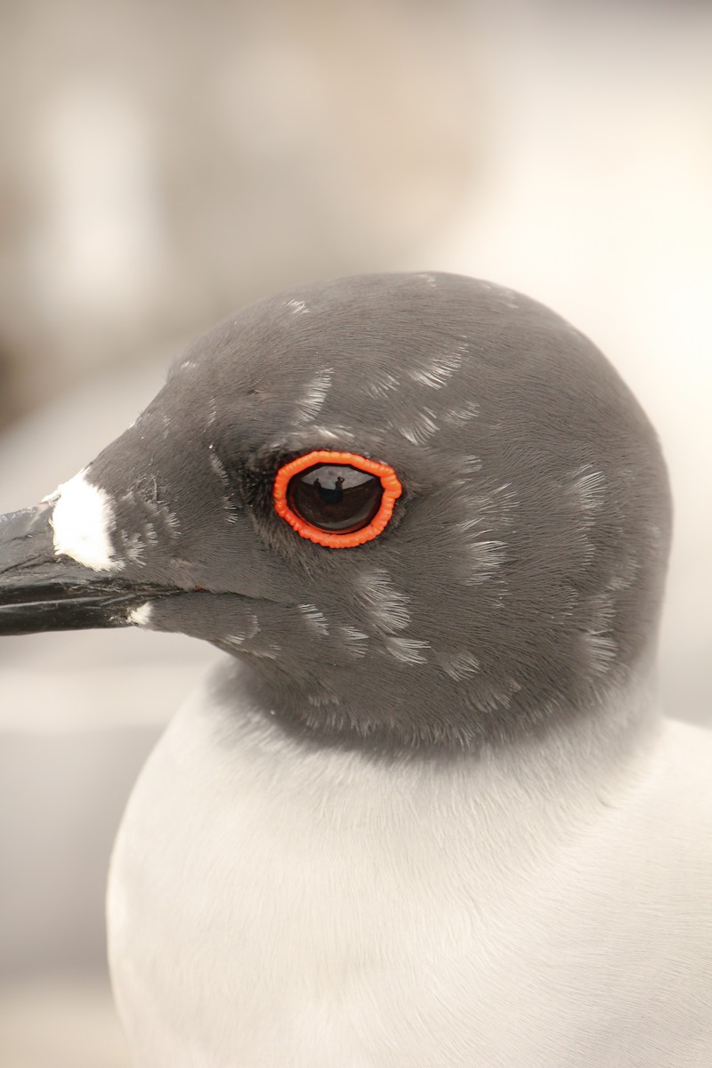Swallow-tailed Gull - ML643340062
