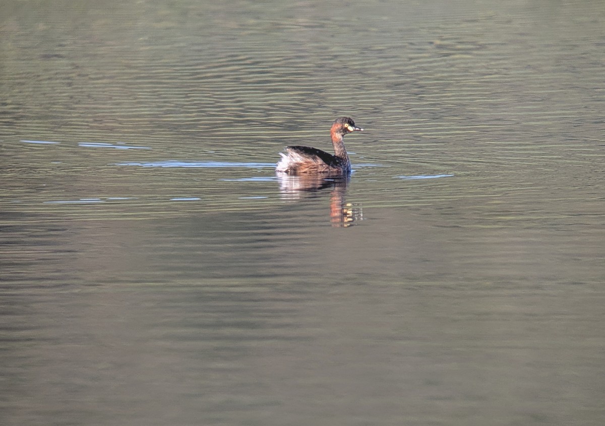 Australasian Grebe - ML643340063