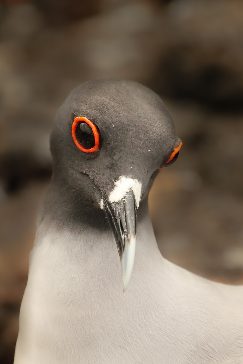 Swallow-tailed Gull - ML643340065