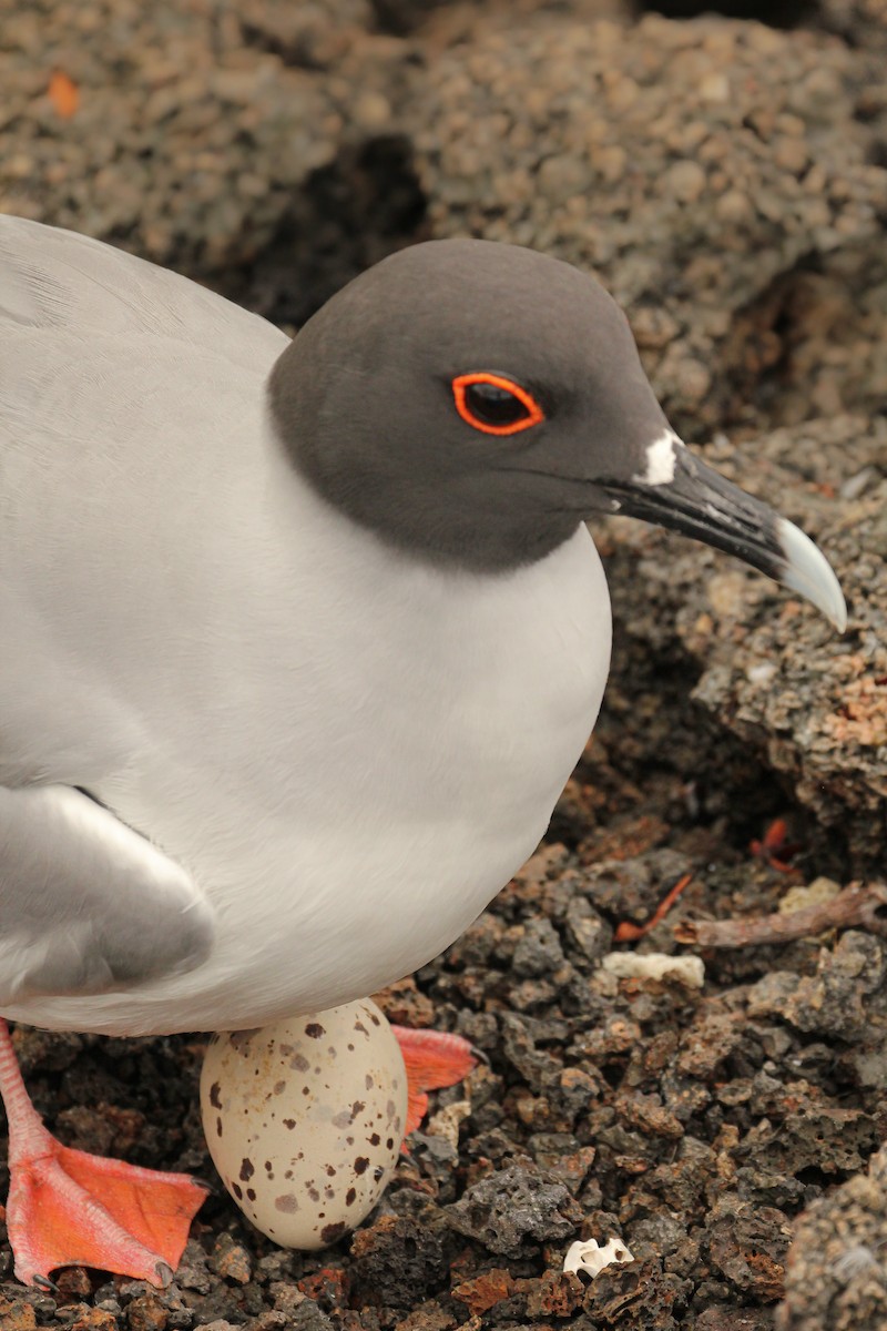 Swallow-tailed Gull - ML643340066